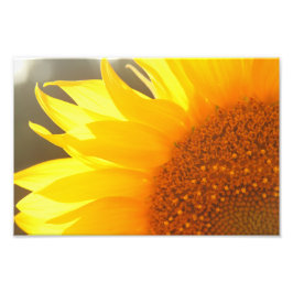 Foto Imagen de cierre de girasol
