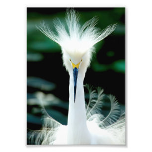 Foto Imagen de Crown of Feathers