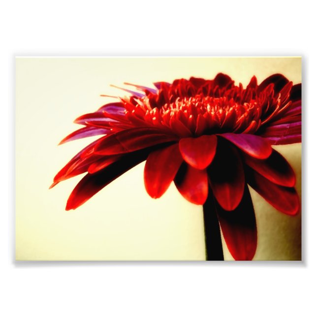 Foto Imagen de Flor Red Gerbera (Frente)