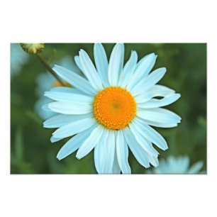 Foto imagen de flores bonitas margaritas blancas.
