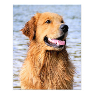 Foto Imagen de Golden Retriever
