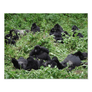 Foto Imagen de grupo de gorilas de montaña