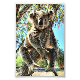 Foto Imagen de Koala