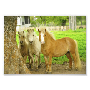 Foto Imagen de la granja de caballos de Tres Ponies