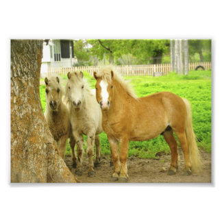 Foto Imagen de la granja de caballos de Tres Ponies