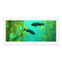 Imagen de la naturaleza "Oasis submarino"