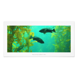 Foto Imagen de la naturaleza "Oasis submarino"