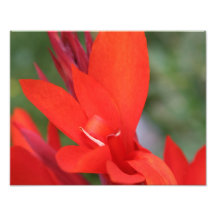 Imagen de Lady in Red Canna Lily