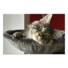 Imagen de Maine Coon Kitten