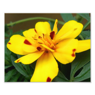 Foto Imagen de Marigold Joven