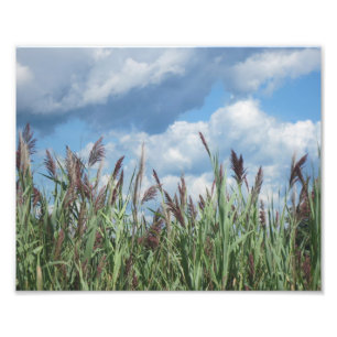 Foto Imagen de Marsh en agua salada