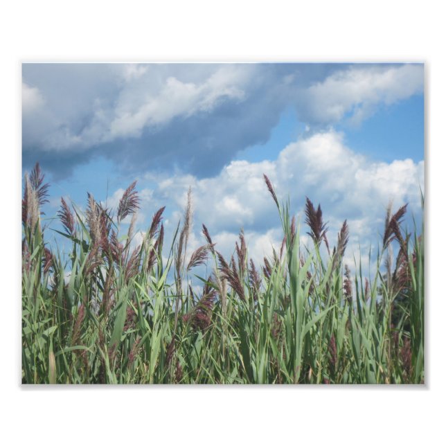 Foto Imagen de Marsh en agua salada (Frente)