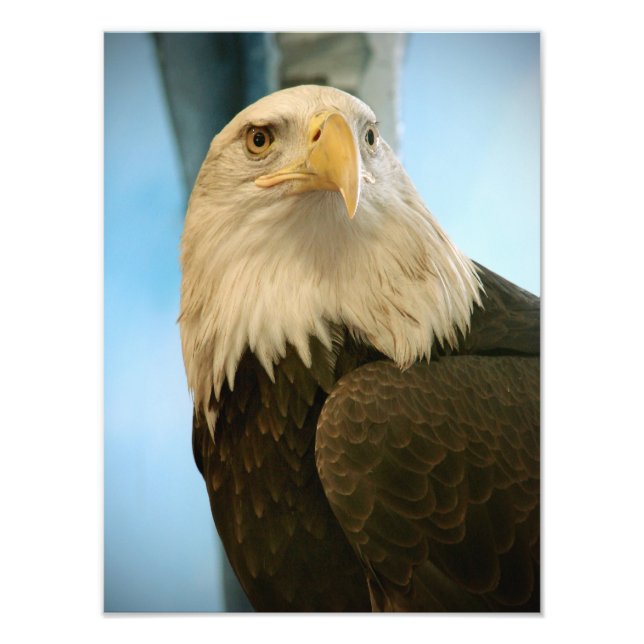 Foto Imagen de pájaro (Frente)