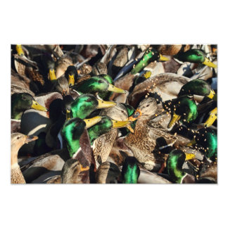 Foto Imagen de patos en una multitud
