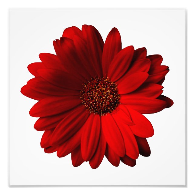 Foto Imagen de Red Gerbera Daisy (Frente)