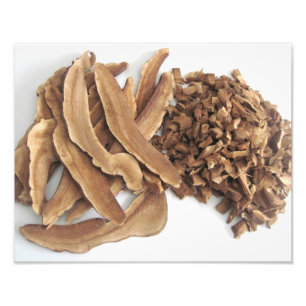 Foto Imagen de Reishi Mushroom