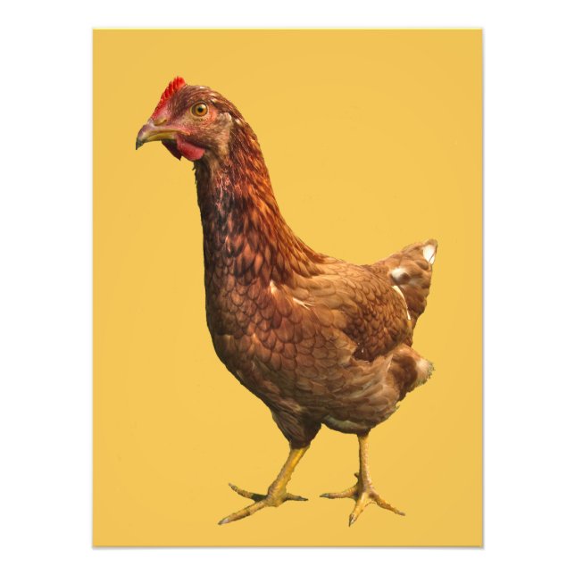 Foto Imagen de Rhode Island Red Hen Chicken (Frente)
