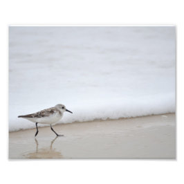 Foto Imagen de Sandpiper Shorebird Poster