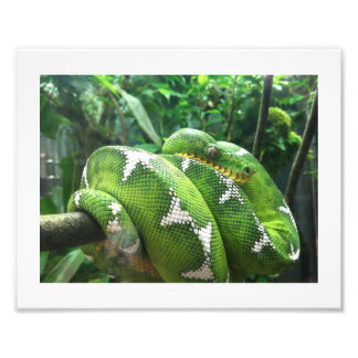 Foto Imagen de serpiente