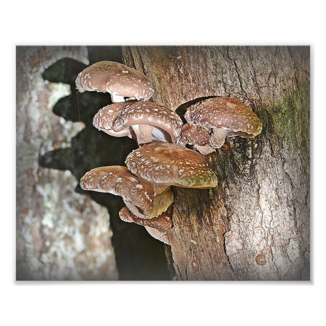 Foto Imagen de Shiitake Mushroom (Frente)