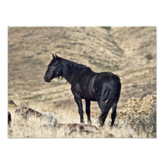 Foto Imagen de Stallion Mustang en negro salvaje