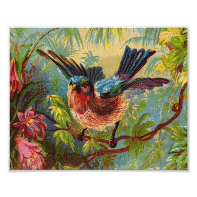 Foto Imagen de Summer Bluebird (Frente)