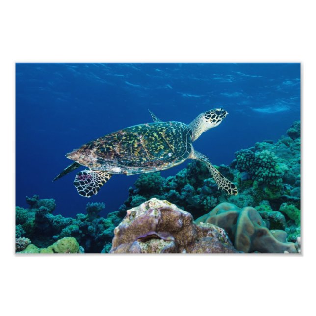 Foto Imagen de tortuga marina Hawksbill (Frente)