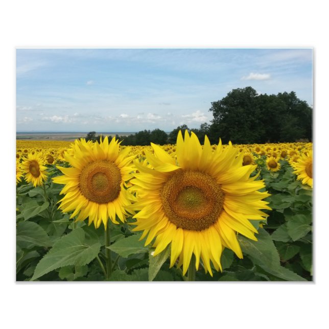 Foto Imagen impresa con girasol (Frente)