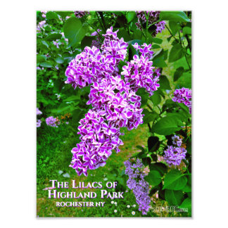 Foto Imagen impresa (tamaño exacto) - Púrpura Lilacs Hi