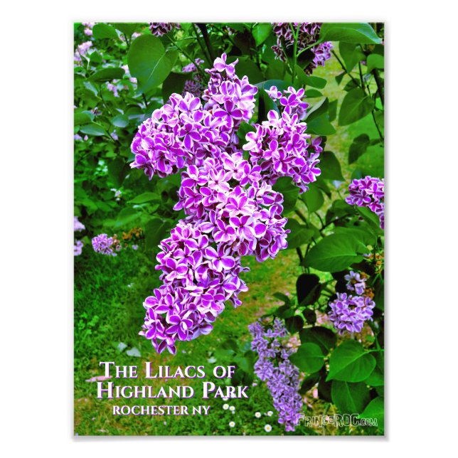 Foto Imagen impresa (tamaño exacto) - Púrpura Lilacs Hi (Frente)