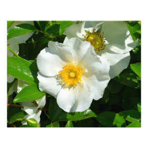 Foto Imagen macro de un Rosa de Cherokee
