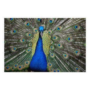 Foto Imán de pavo real majestuoso
