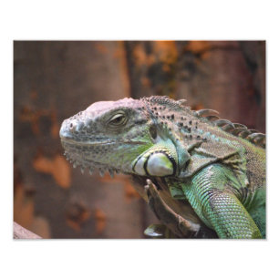 Foto impresa con un colorido lagarto de Iguana
