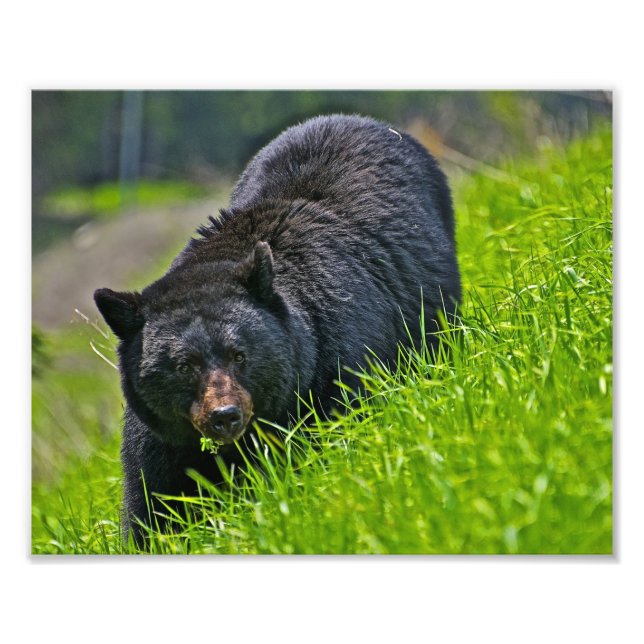 Foto Impresa de Oso Negro (Frente)