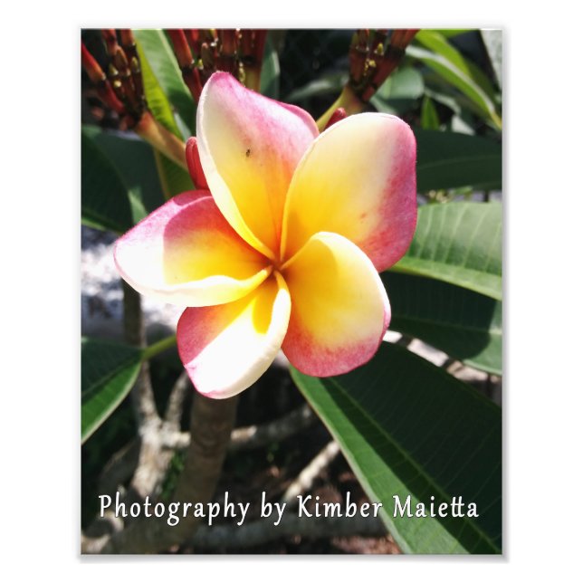 Foto Impresión 8x10 - Plumeria rosa y amarilla (Frente)