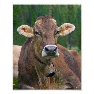 Foto Impresión alpina de la vaca