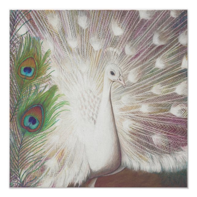 Foto Impresión artística de plumas de pavo real blanco  (Frente)