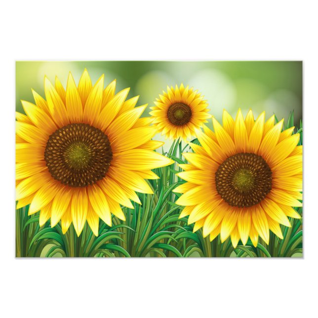 Foto Impresión artística-Girasoles (Frente)