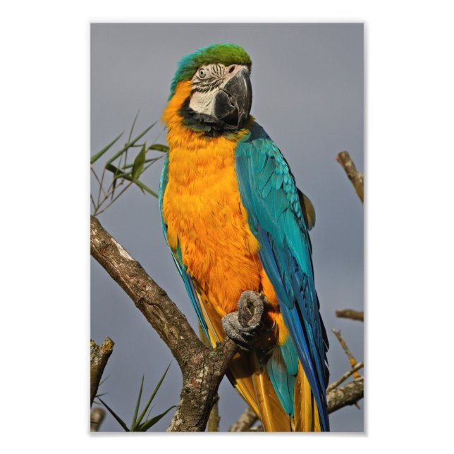 Foto Impresión Azul Goldie (Frente)