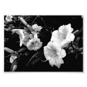 Foto Impresión blanco y negro de Lillies