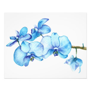 Foto Impresión botánica de Orquídea Azul