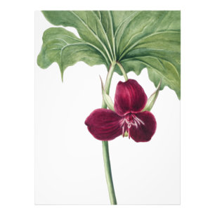 Foto Impresión botánica de Trillium dulce: Captura de l