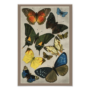Foto Impresión Butterflies Vintage 1904