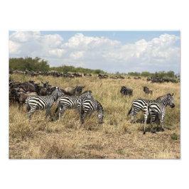 Foto Impresión Cebra Africana