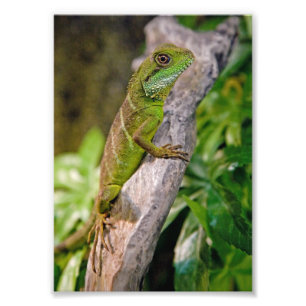 Foto Impresión china del dragón de agua