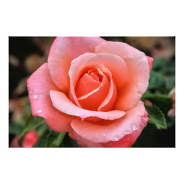 Foto Impresión de arte botánico Rosa romántico