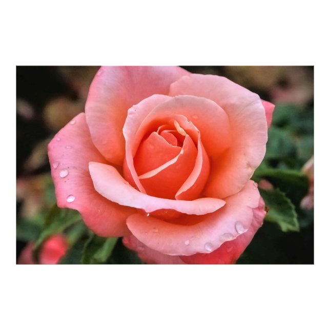 Foto Impresión de arte botánico Rosa romántico (Frente)