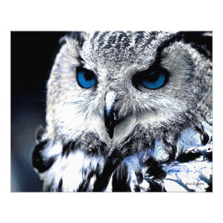 Foto Impresión de arte de búho ojos azules