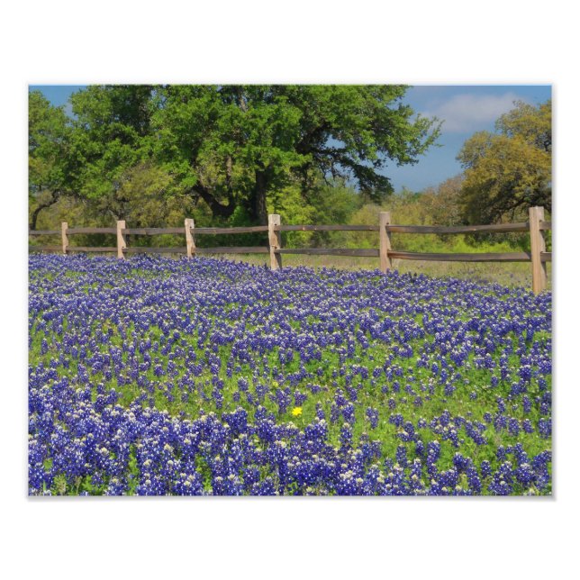 Foto Impresión de arte fotográfico de Texas Bluebonnets (Frente)