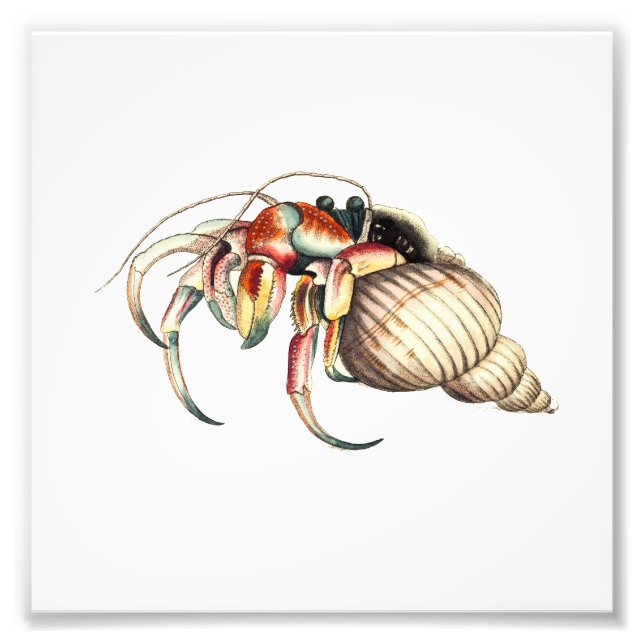 Foto Impresión de baño Hermit Crab Sea Ocean Beach (Frente)